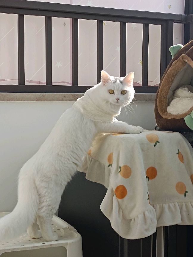 猫图片|宠物猫|猫咪|