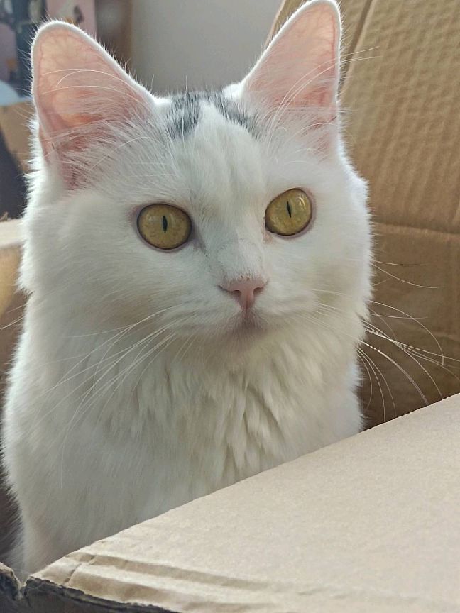 猫图片|宠物猫|猫咪|