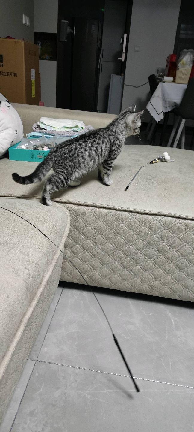 猫图片|宠物猫|猫咪|