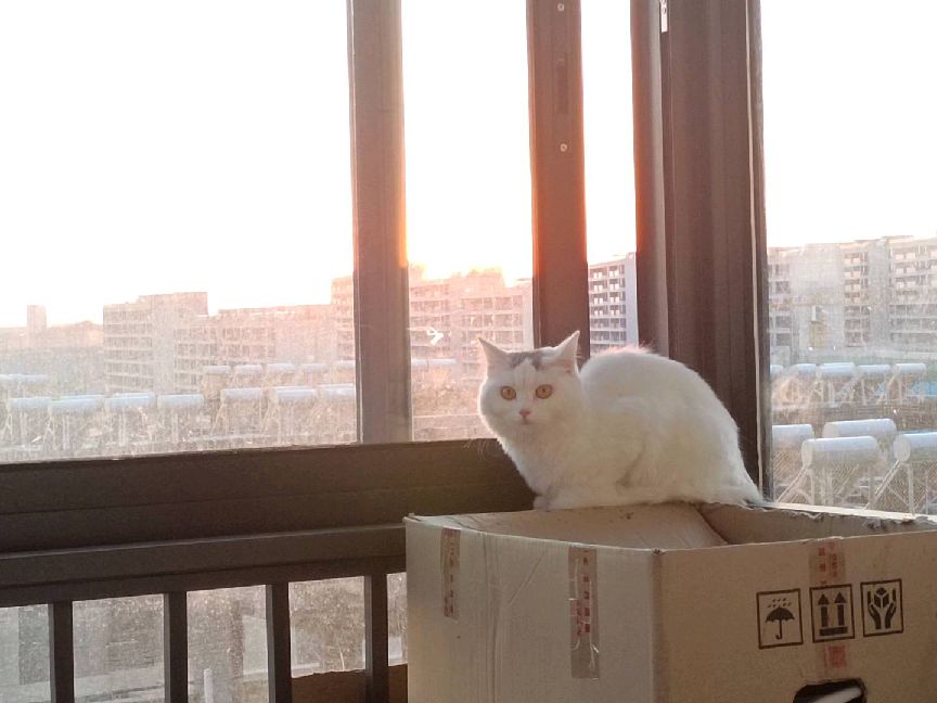 猫图片|宠物猫|猫咪|