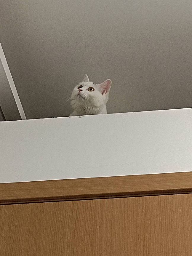 猫图片|宠物猫|猫咪|