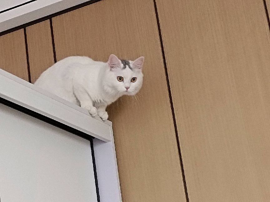 猫图片|宠物猫|猫咪|