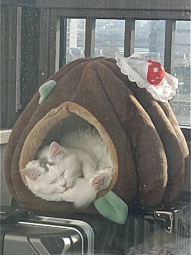 猫图片|宠物猫|猫咪|