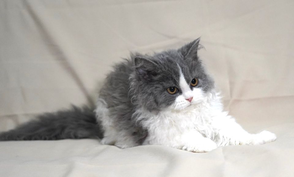 猫图片|宠物猫|猫咪|