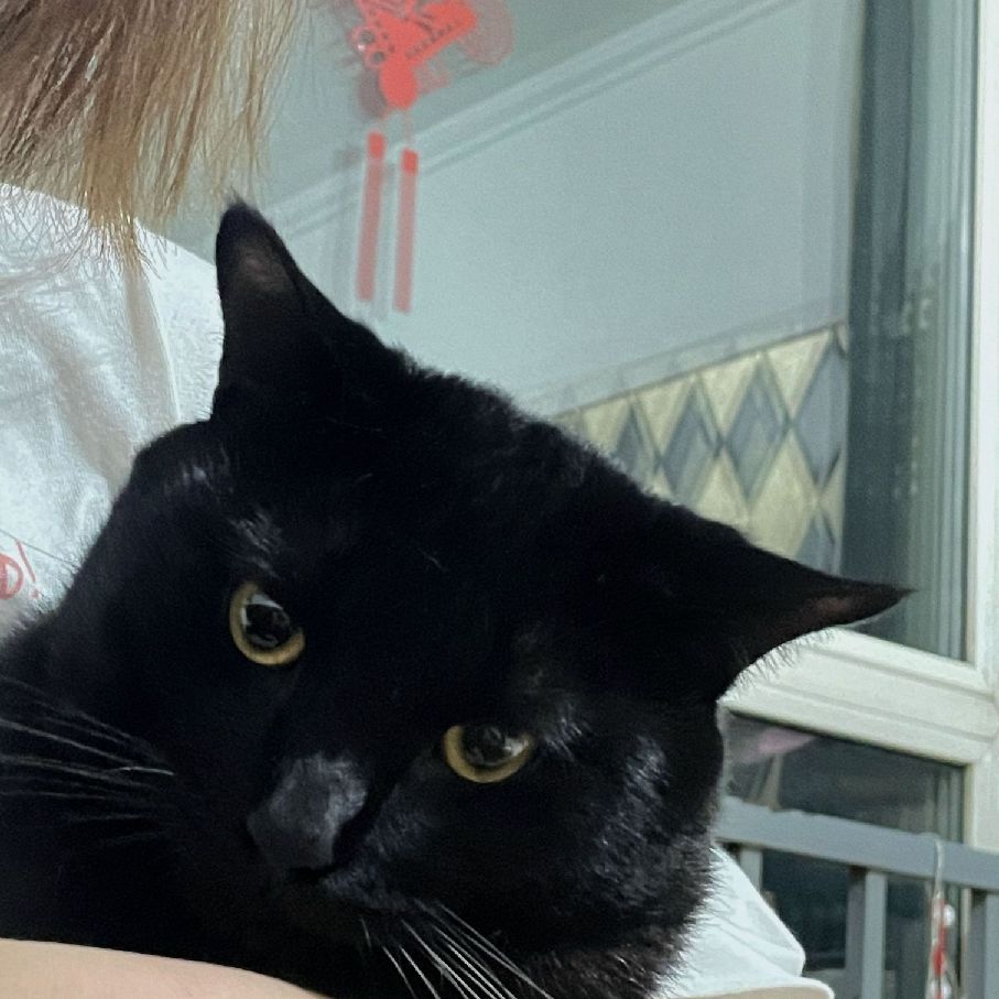 猫图片|宠物猫|猫咪|