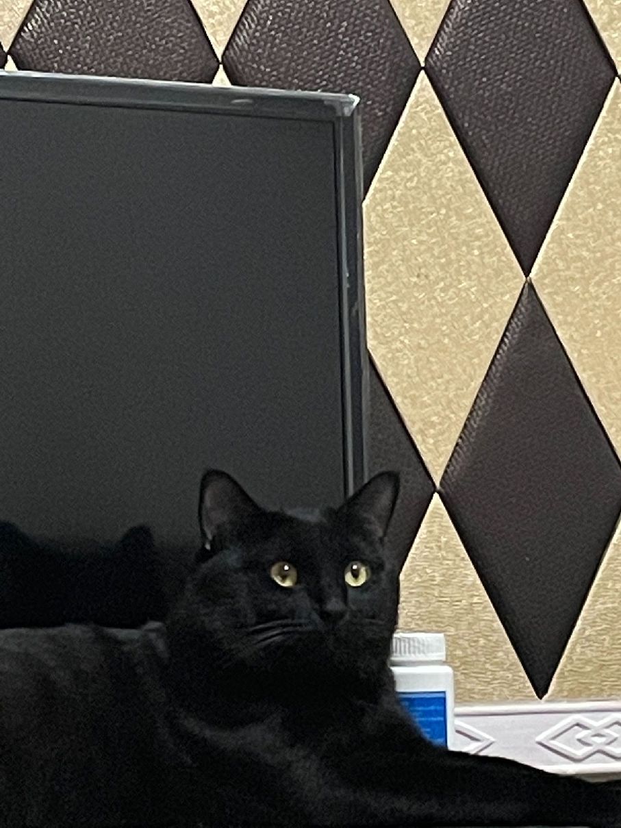 猫图片|宠物猫|猫咪|