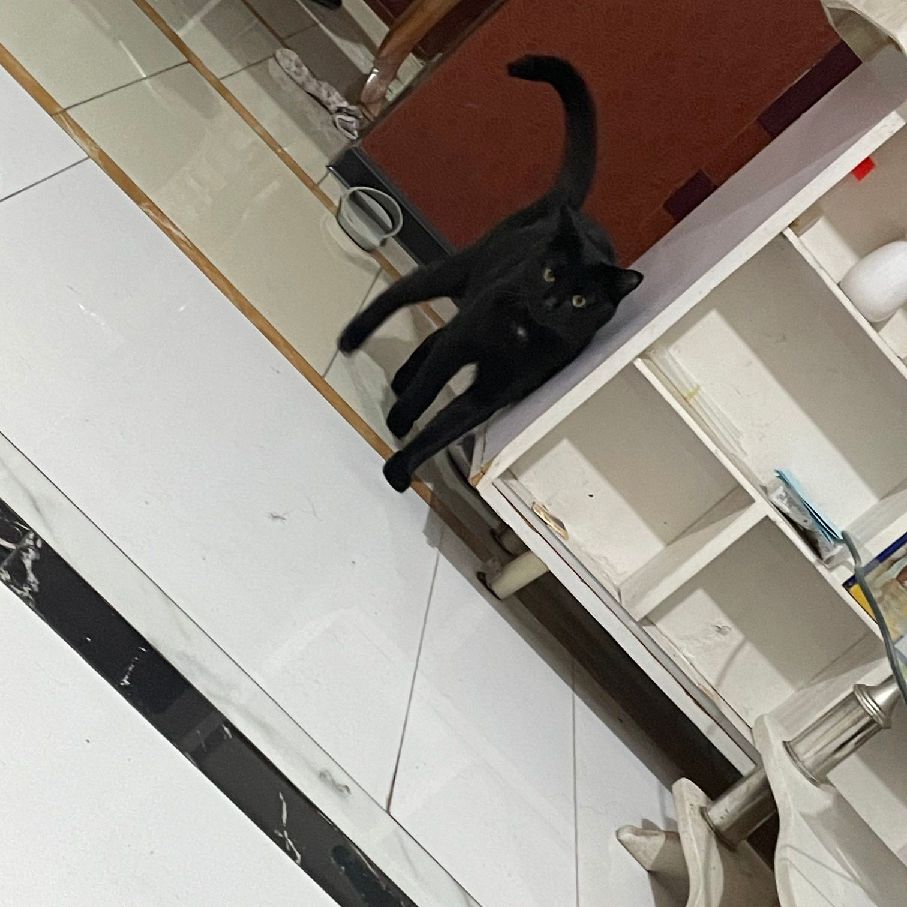 猫图片|宠物猫|猫咪|