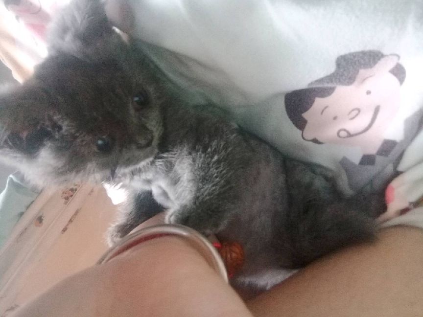 猫图片|宠物猫|猫咪|