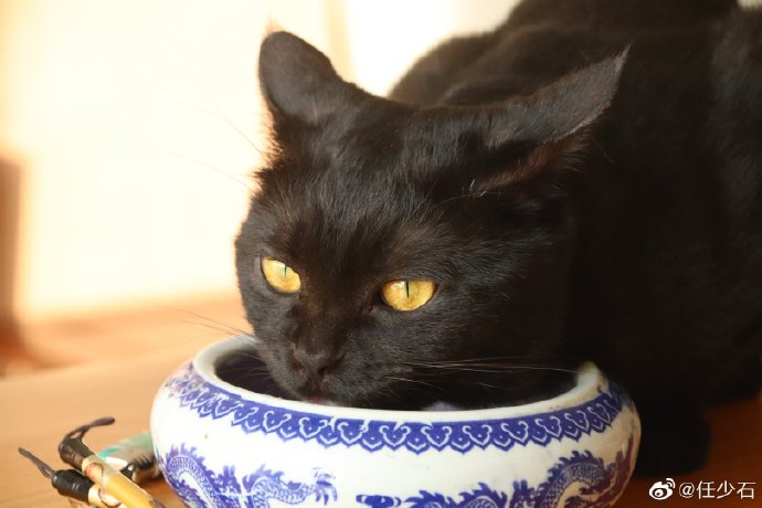 猫图片|宠物猫|猫咪|