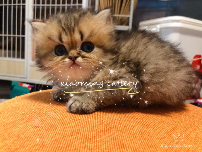 猫图片|宠物猫|猫咪|