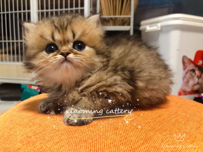 猫图片|宠物猫|猫咪|