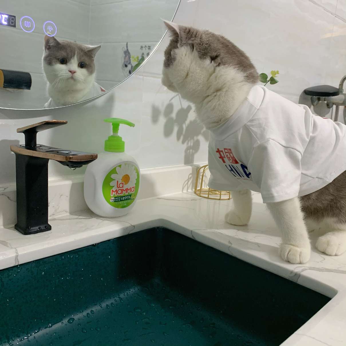 猫图片|宠物猫|猫咪|