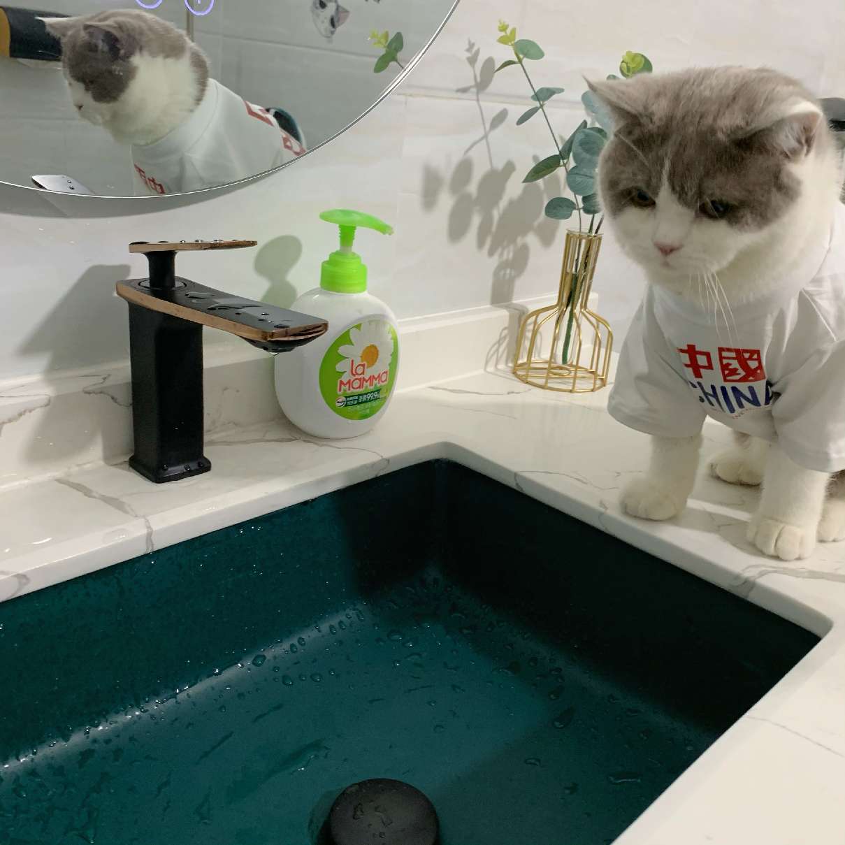 猫图片|宠物猫|猫咪|