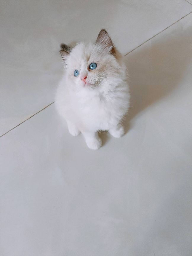 猫图片|宠物猫|猫咪|