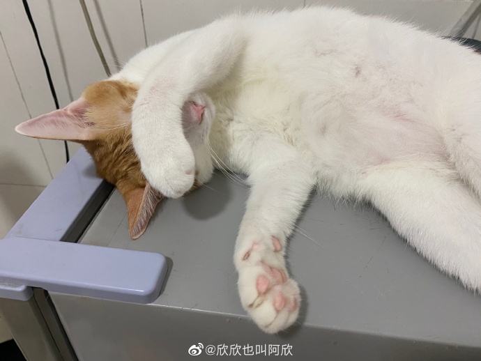 猫图片|宠物猫|猫咪|