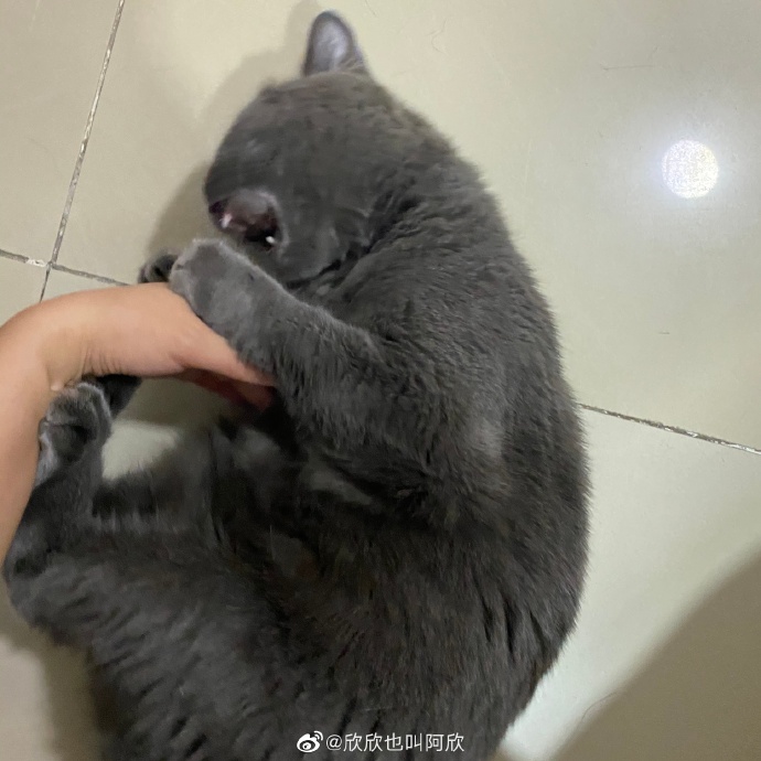 猫图片|宠物猫|猫咪|