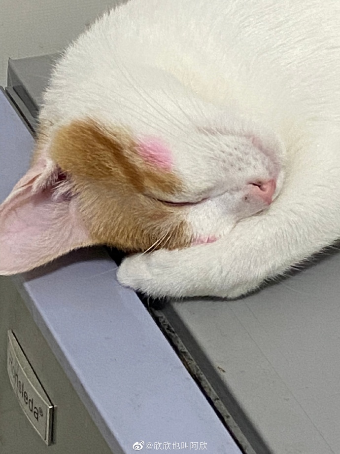 猫图片|宠物猫|猫咪|