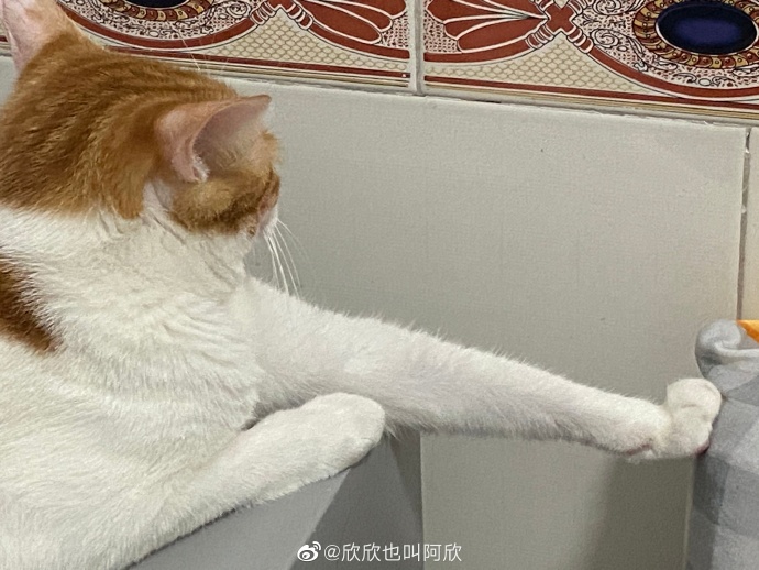 猫图片|宠物猫|猫咪|