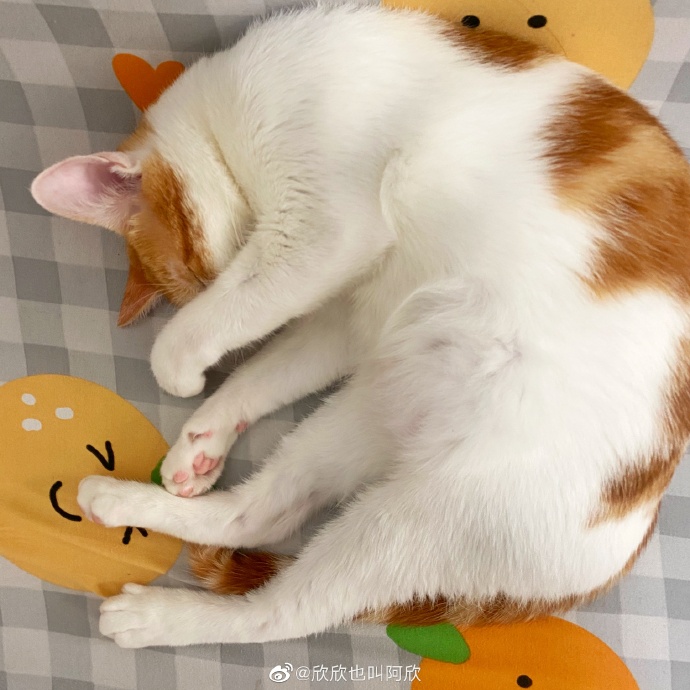 猫图片|宠物猫|猫咪|