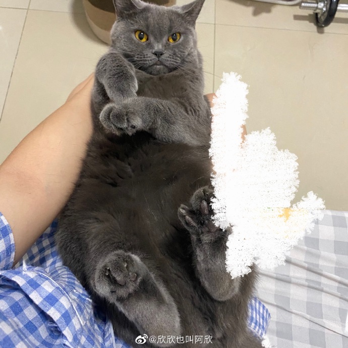 猫图片|宠物猫|猫咪|