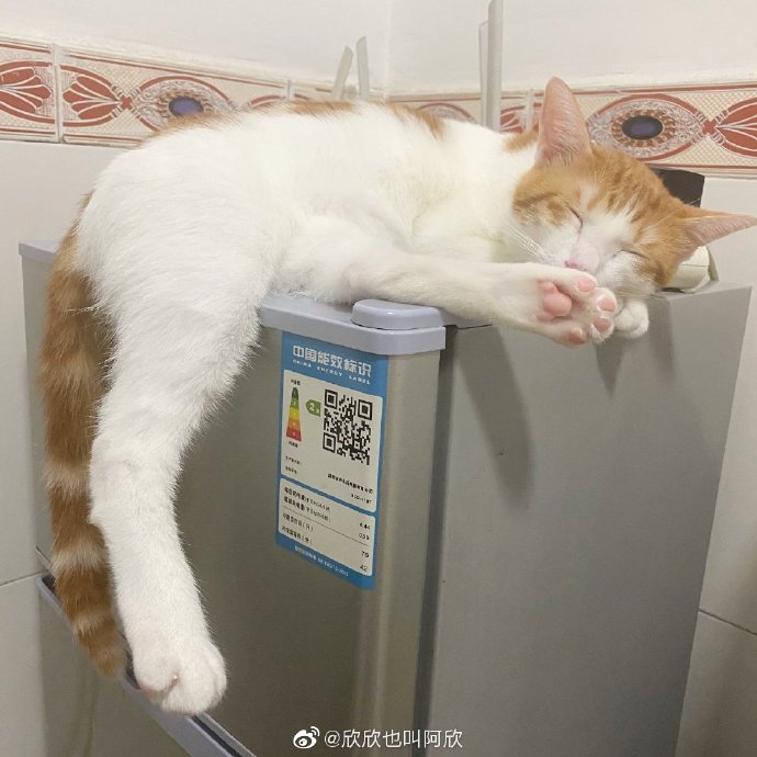 猫图片|宠物猫|猫咪|