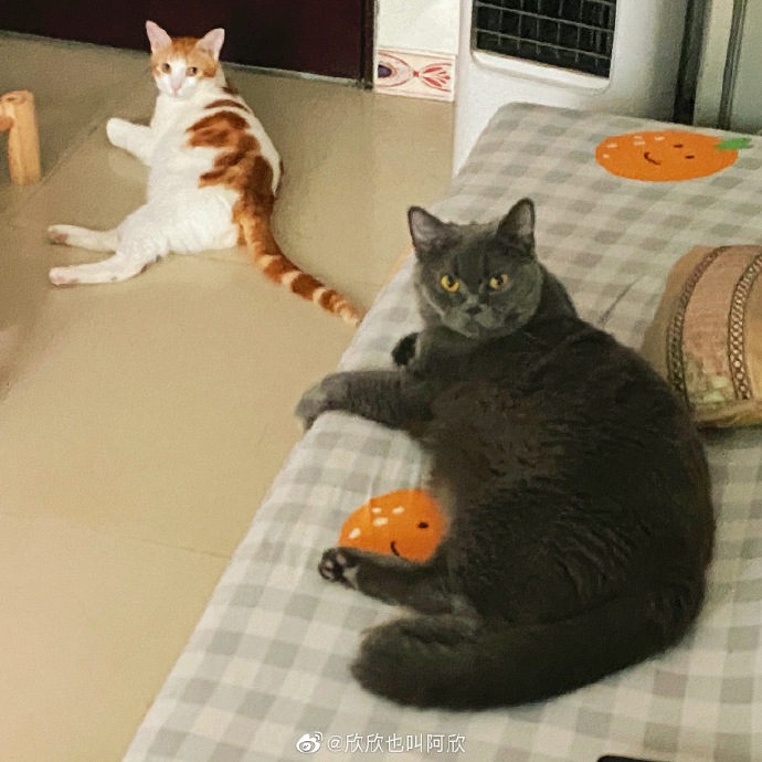 猫图片|宠物猫|猫咪|