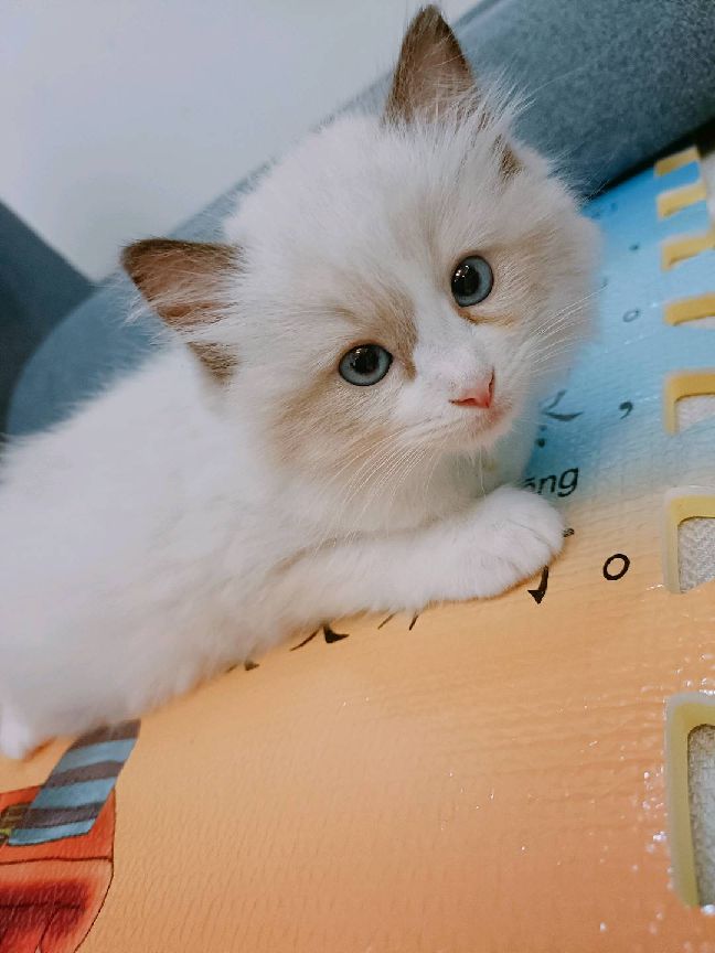 猫图片|宠物猫|猫咪|