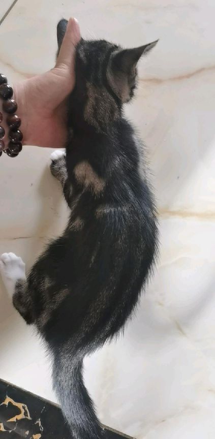 猫图片|宠物猫|猫咪|