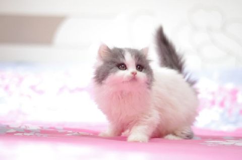 猫图片|宠物猫|猫咪|