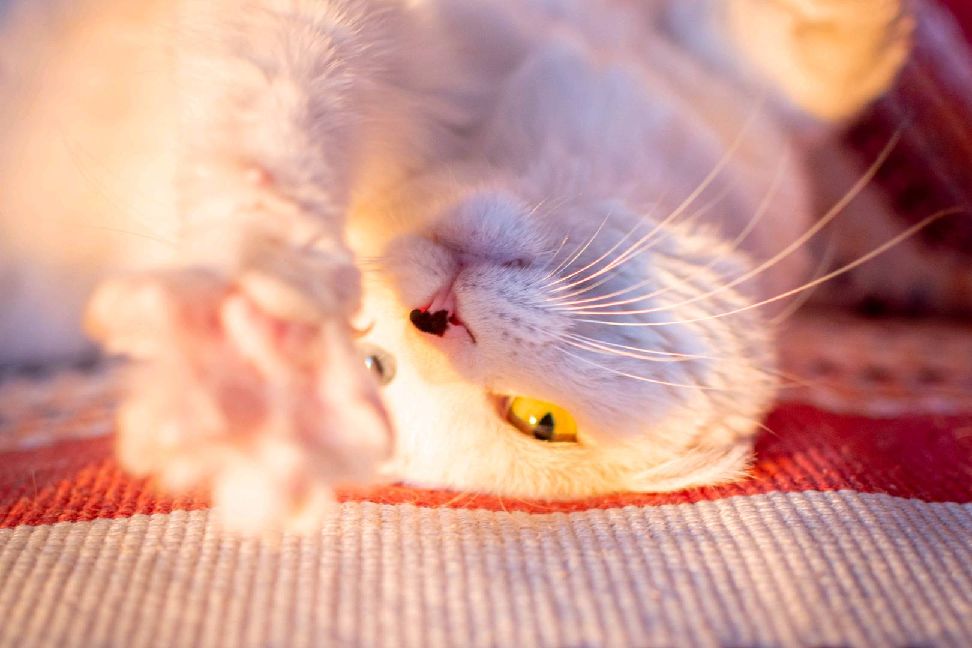 猫图片|宠物猫|猫咪|