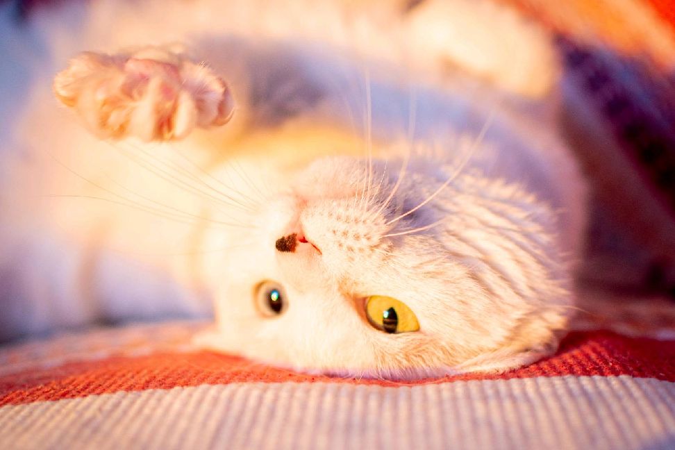 猫图片|宠物猫|猫咪|