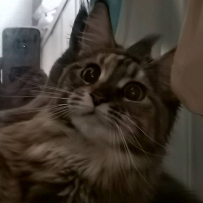 猫图片|宠物猫|猫咪|