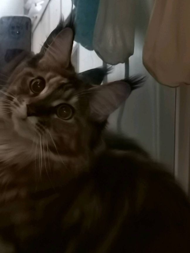 猫图片|宠物猫|猫咪|