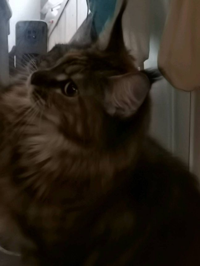 猫图片|宠物猫|猫咪|