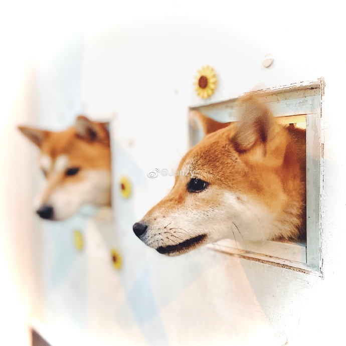 猫图片|宠物猫|猫咪|