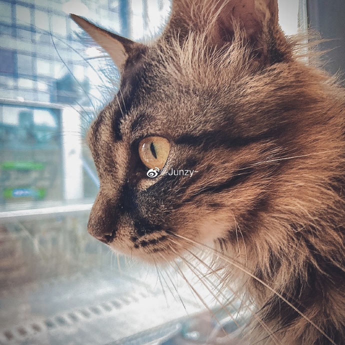 猫图片|宠物猫|猫咪|