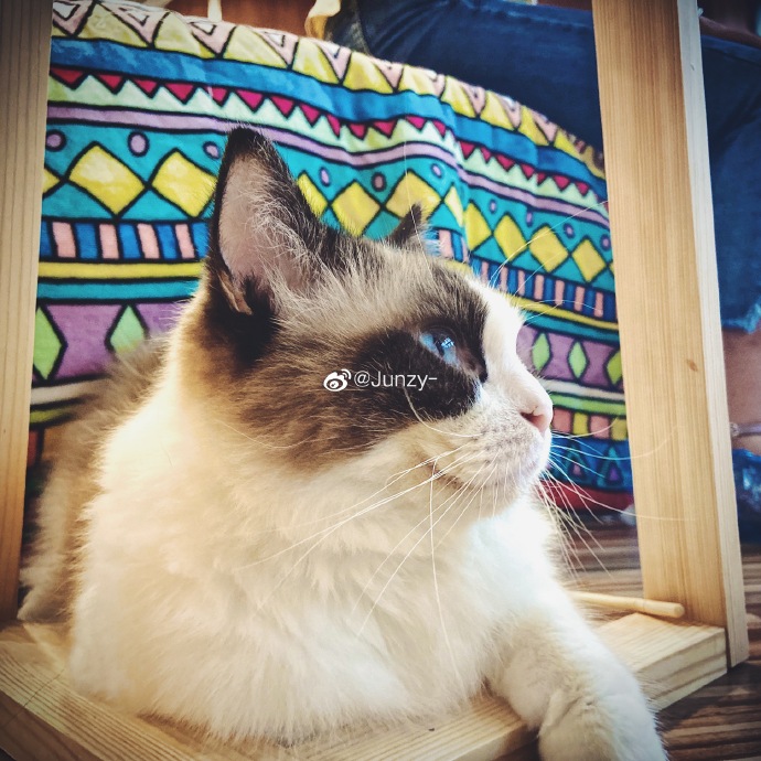 猫图片|宠物猫|猫咪|