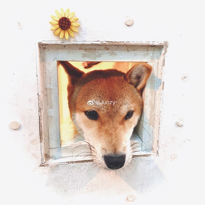 猫图片|宠物猫|猫咪|