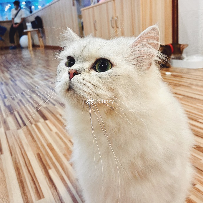 猫图片|宠物猫|猫咪|