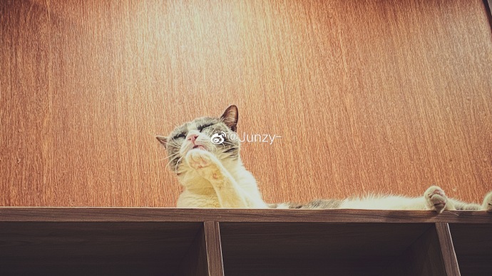 猫图片|宠物猫|猫咪|