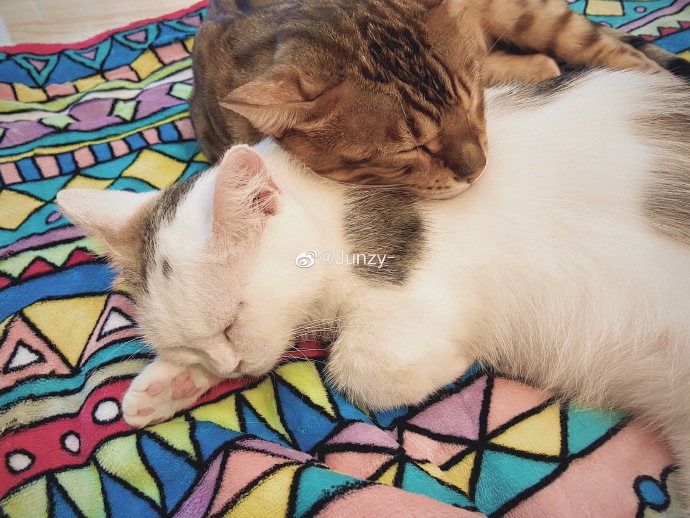 猫图片|宠物猫|猫咪|