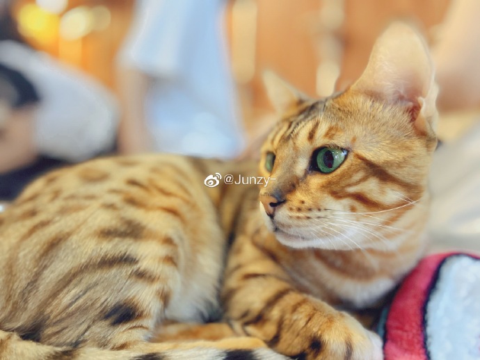 猫图片|宠物猫|猫咪|