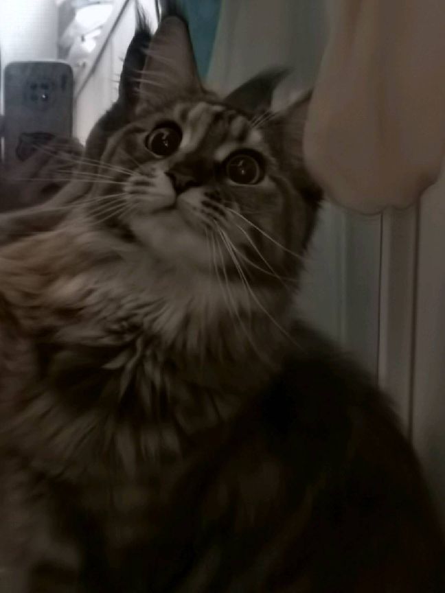 猫图片|宠物猫|猫咪|