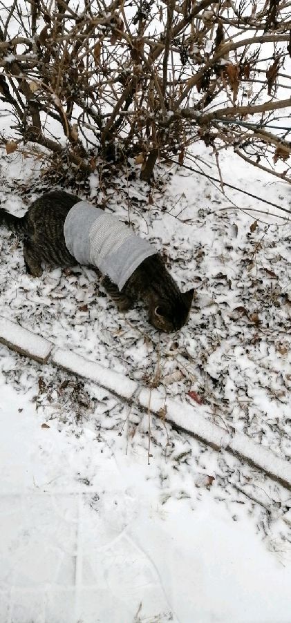 猫图片|宠物猫|猫咪|