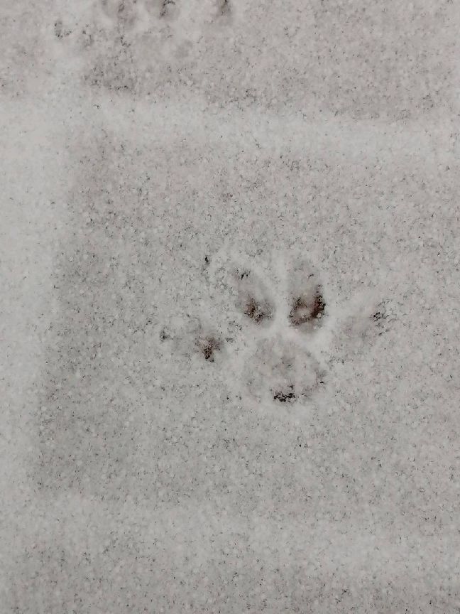 猫图片|宠物猫|猫咪|