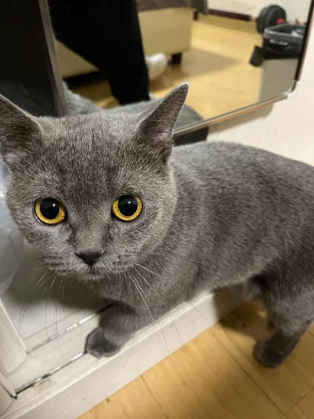 猫图片|宠物猫|猫咪|