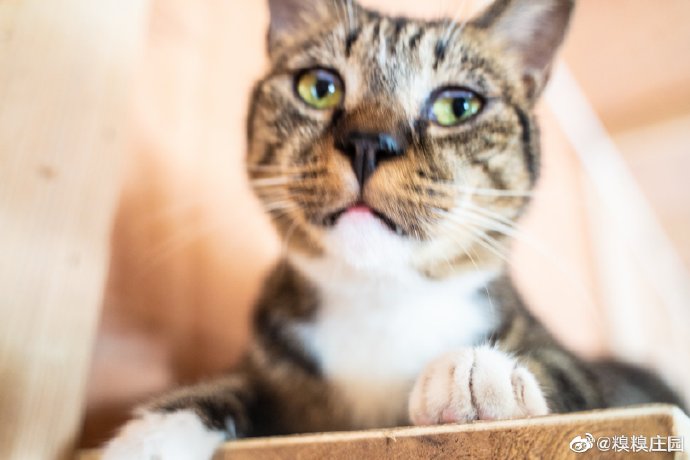 猫图片|宠物猫|猫咪|