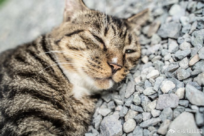 猫图片|宠物猫|猫咪|