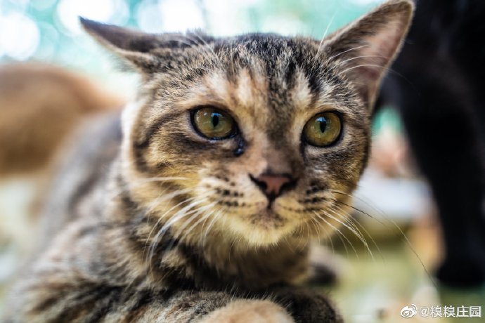 猫图片|宠物猫|猫咪|