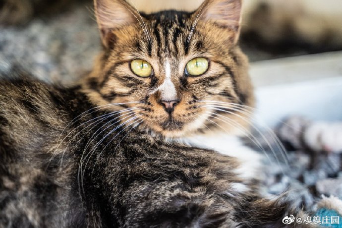 猫图片|宠物猫|猫咪|